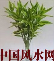 盘锦十二生肖养什么植物最旺财运？你知道吗！