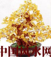 盘锦买了招财植物却不能发财，是方位摆错了！